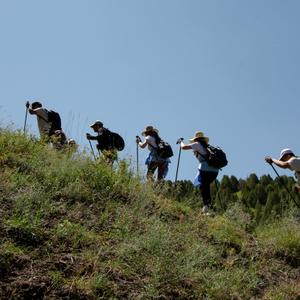 Hiking Sticks